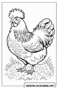 fluffy-chicken-standing-on-grass-coloring-page