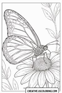 Realistic Butterfly Coloring Page